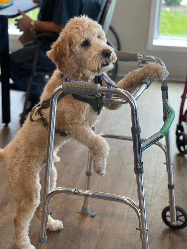 Un chien de zoothérapie appuyé sur une marchette dans la salle commune.